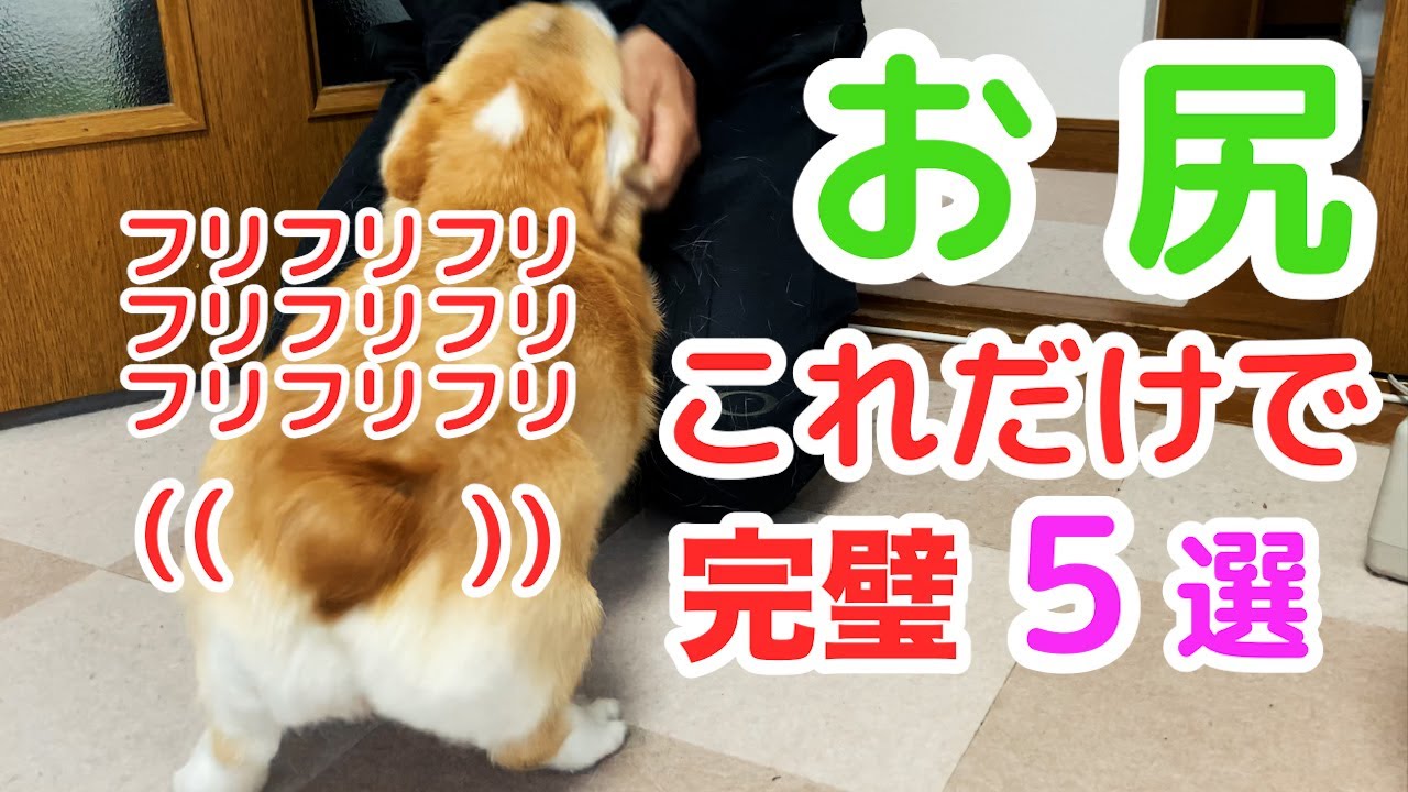 【決定版】コーギーのお尻はこの動画だけ見れば満足出来る Corgi's ass can be satisfied just by watching this video．