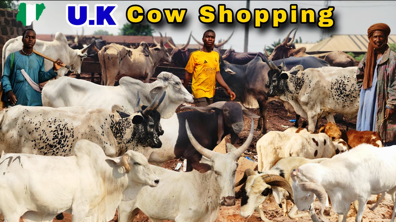 Покупка живой коровы в Нигерии для подписчика из Великобритании. Текущие цены на коров в Нигерии ...