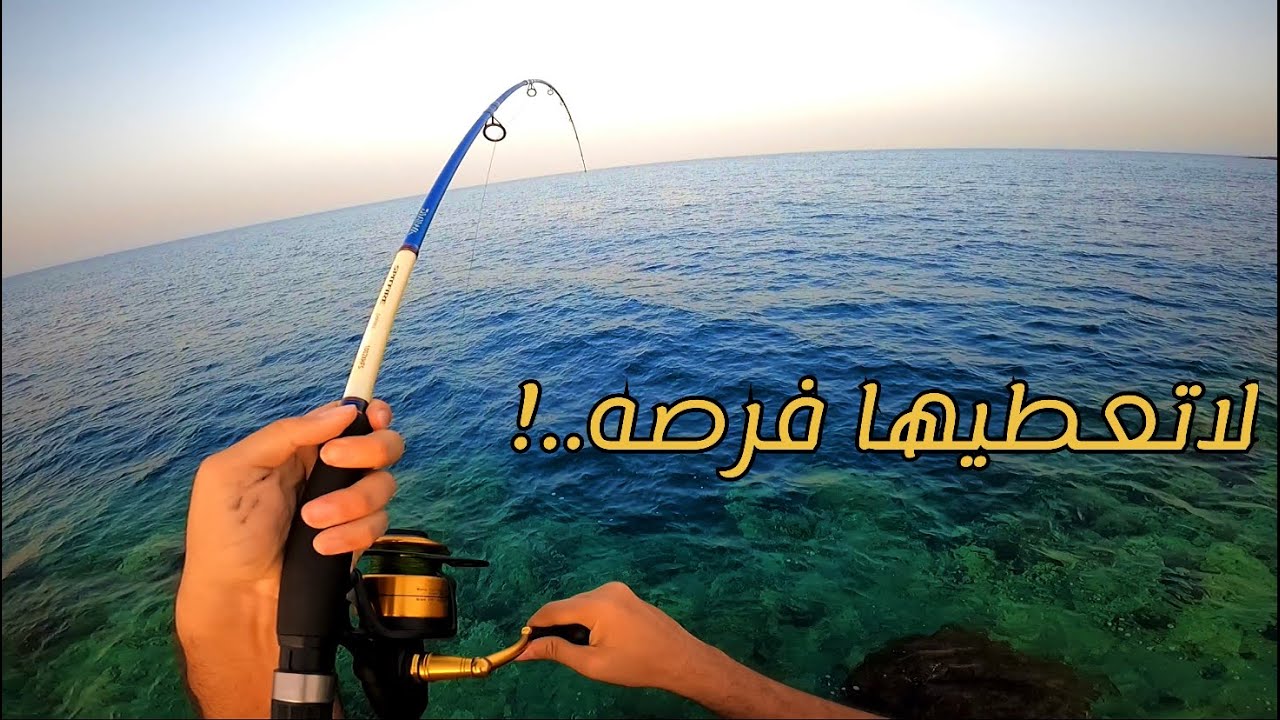 الصيد في شواطئ جده وطحنا في سرب..!