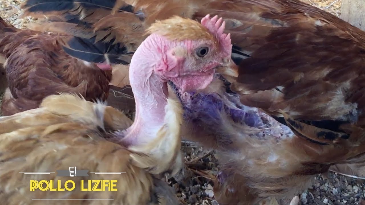 El Pollo Pel&oacute;n (Gallina Piroca)