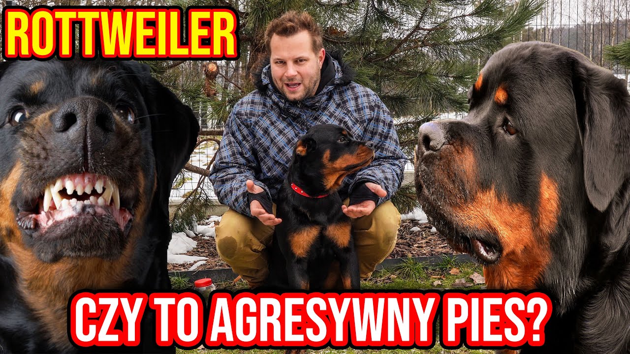 CIEKAWOSTKI O HODOWLI ROTTWEILERA W DOMU