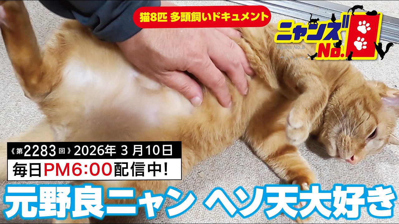 《第2282回》元野良ニャン ヘソ天大好き