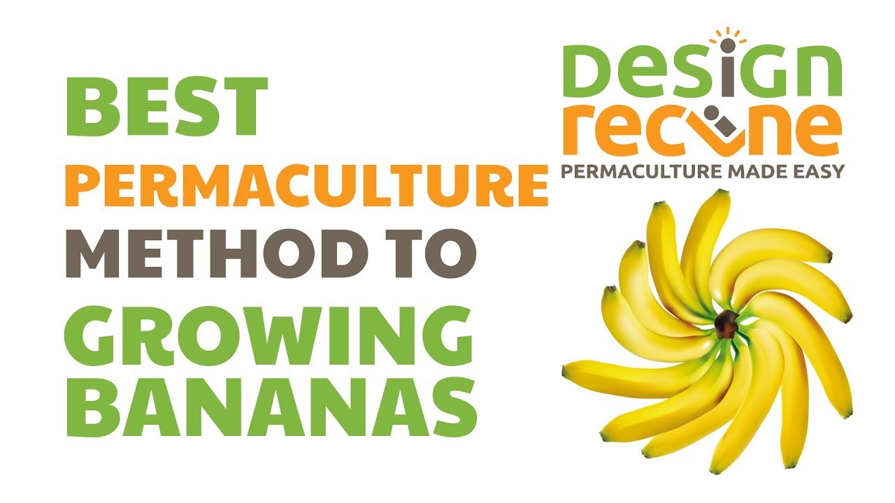 Permaculture Made Easy - Brilliant Banana Circles