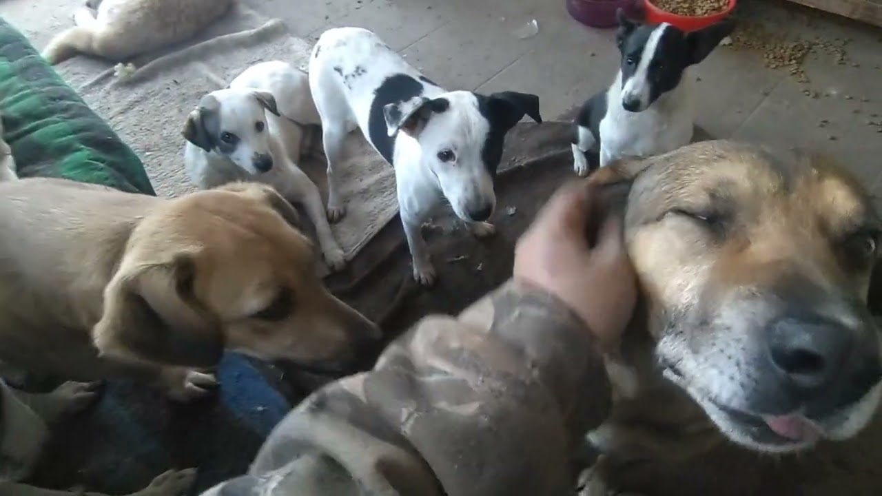 Allen Hunden geht es gut auch Metcho macht Fortschritte ❤️❤️❤️