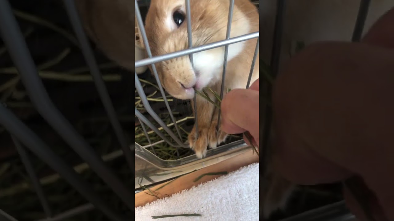 1/27【昼coco】うさぎのcocoちゃん　Coco the Rabbit, from Japan がライブ配信中！