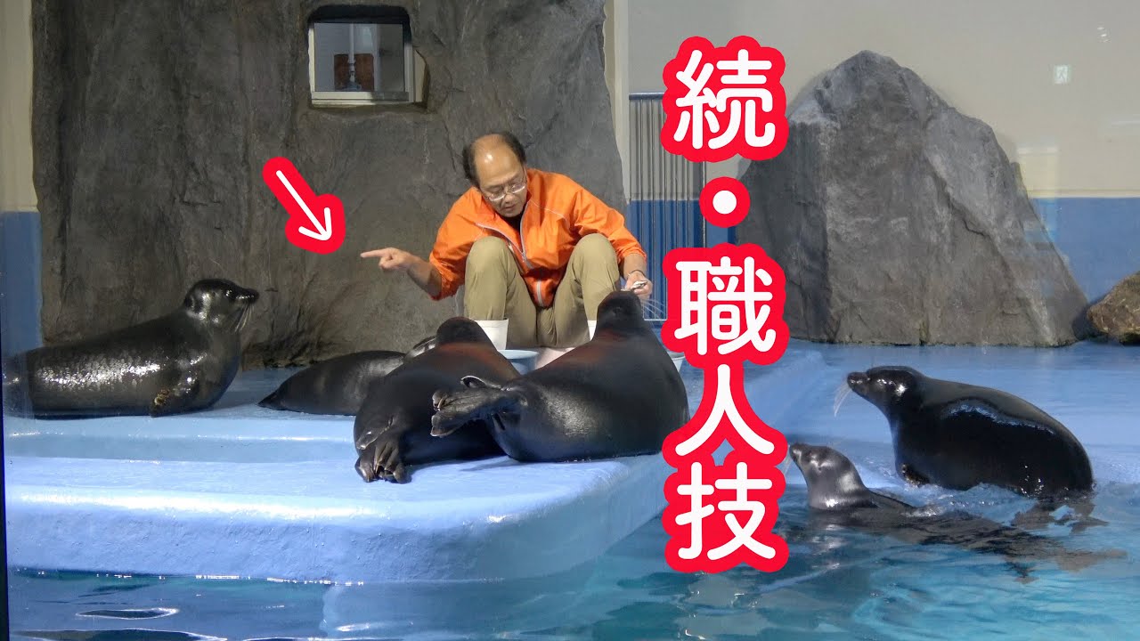鳥羽水族館の話題の“おじさん飼育員”さんとバイカルアザラシ2　魔法の手!
