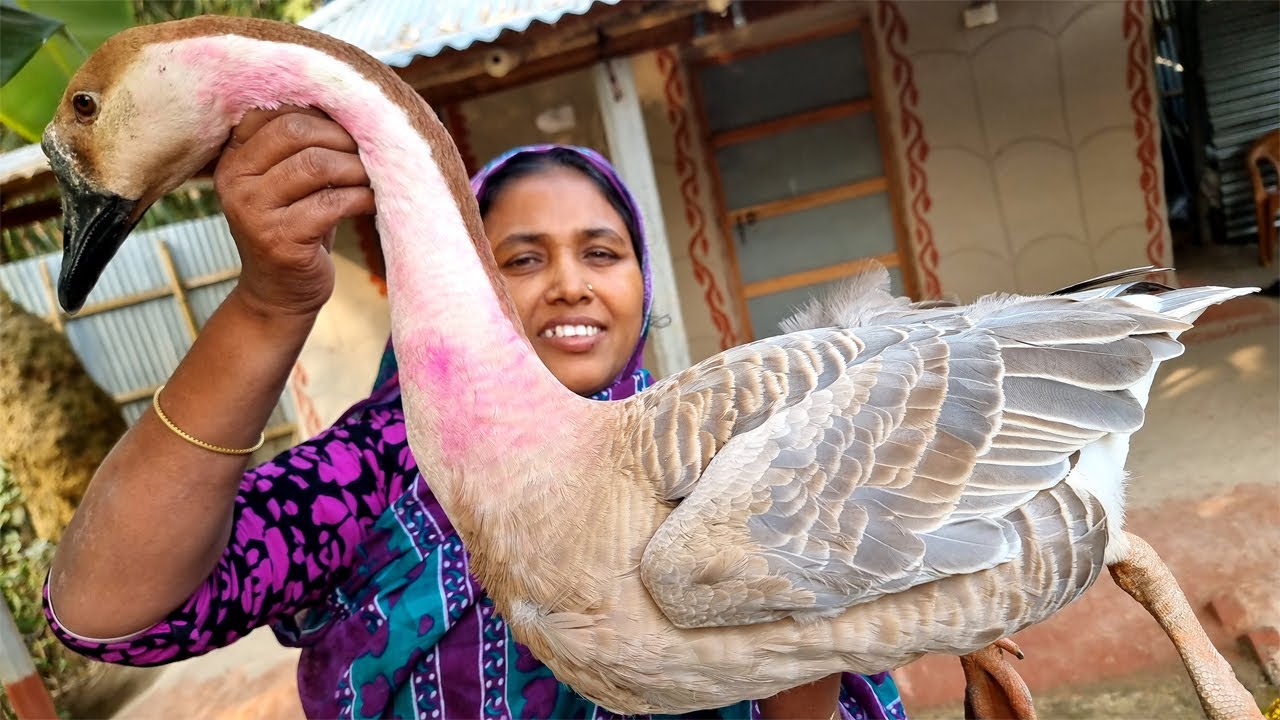 বাটা মশলায় রাজহাঁস রান্না Cooking 5 Kg Goose Curry Recipe - King Of Duck Vuna - Hunt and Cook Swan