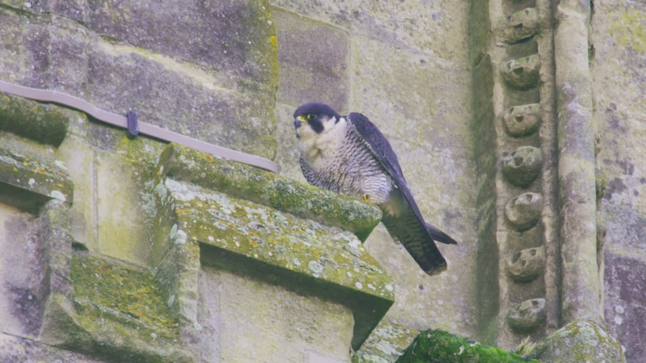 Peregrine Falcons of Salisbury Cathedral | UK Wildlife