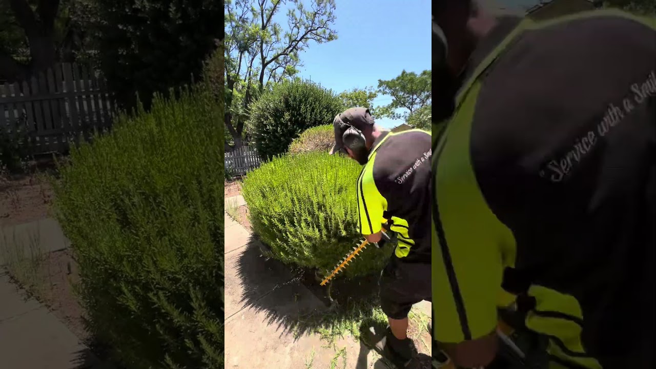 Nothing more satisfying than a clean hedge transformation! ✂️🌿 #shortsvideo