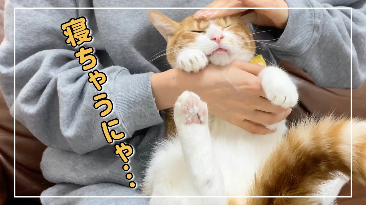 茶白猫がマッサージでリラックス全開になりました【4K猫動画】