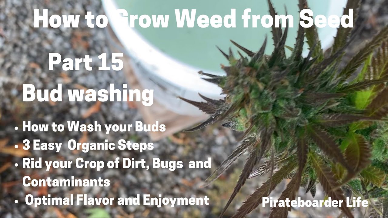 How to Grow Weed from Seed Part 15  BUD WASHING  3 Easy Steps to Remove Dirt, Bugs and Contaminants