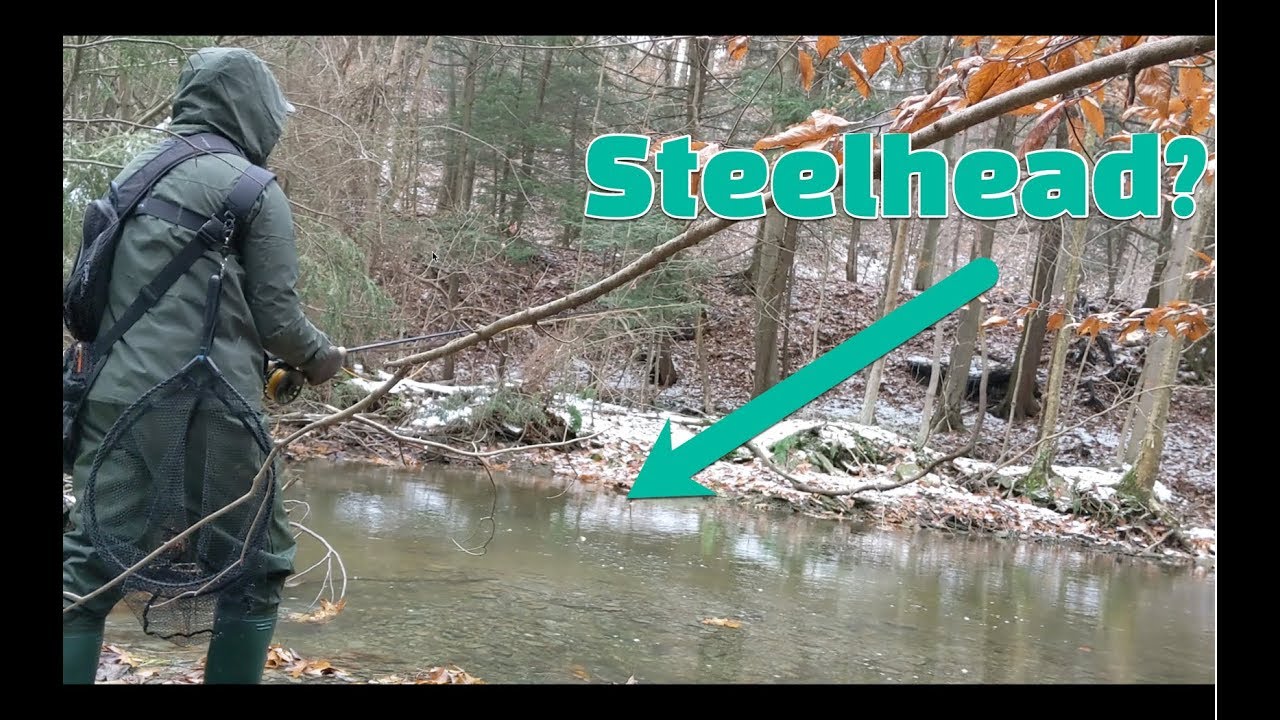 Lake Erie Small Trib Steelhead  - Nov 2018