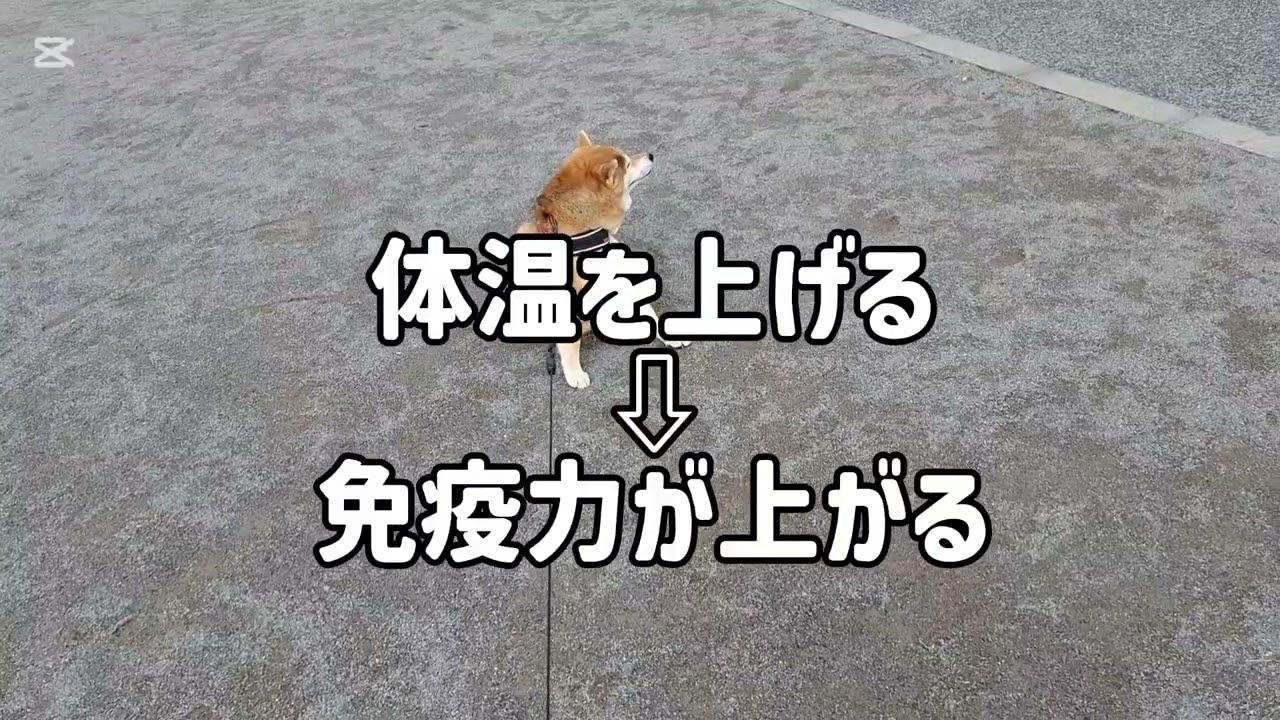 パパ(ばか)も風邪ひいた🤣😂#柴犬#柴プー#可愛い犬