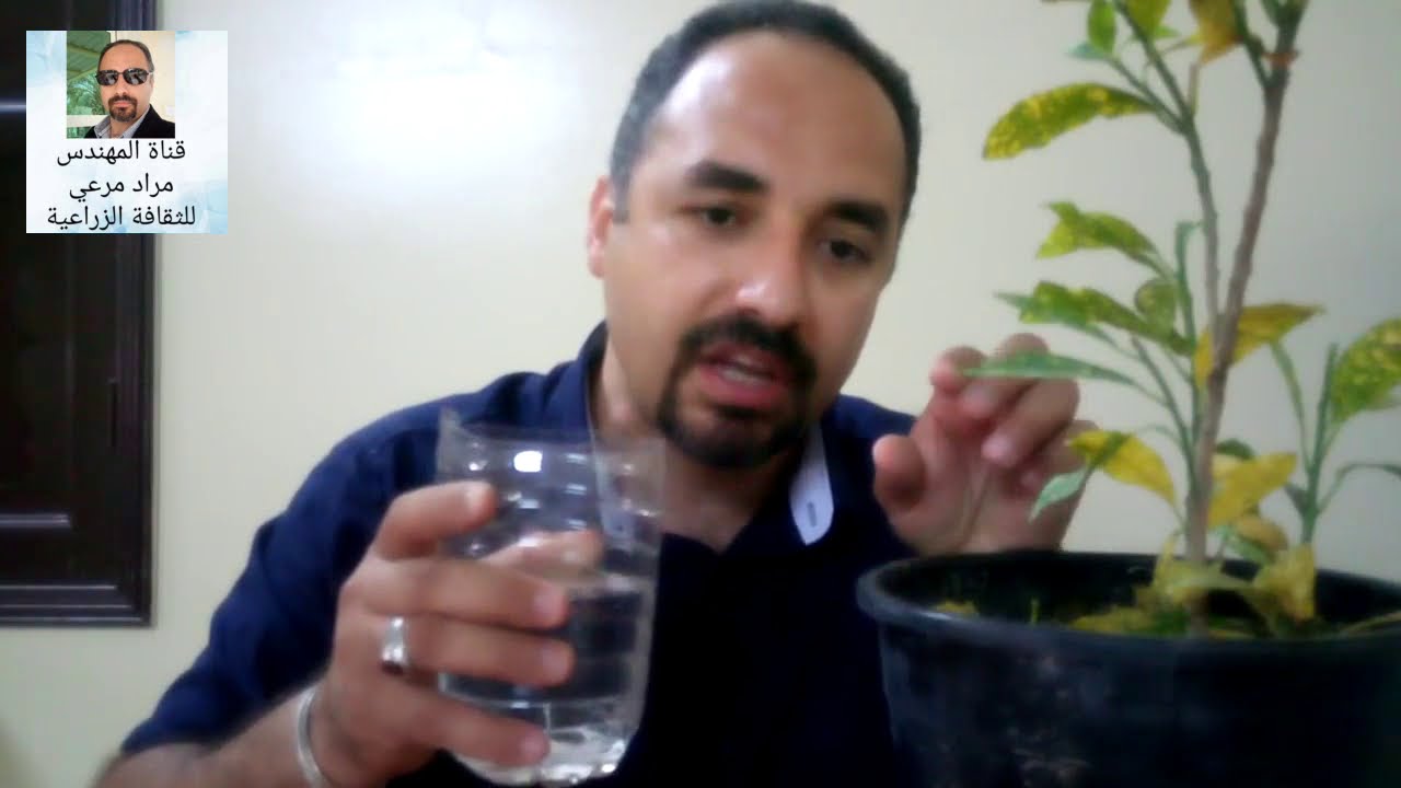 كروتن طرق تكاثر و رى وتسميد والامراض Codiaeum Variegatum حلقة 187