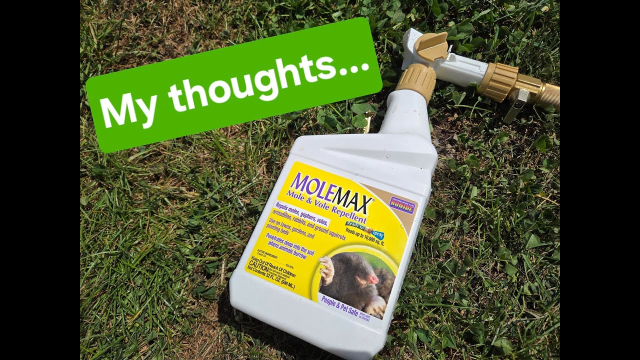My thoughts on using MOLEMAX mole and vole repellent