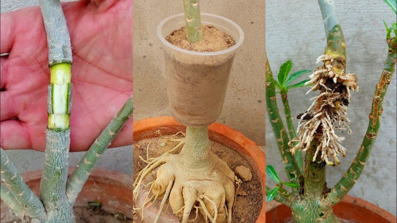 Easiest Technique To Air Layering  On Adenium Plant | Desert Rose