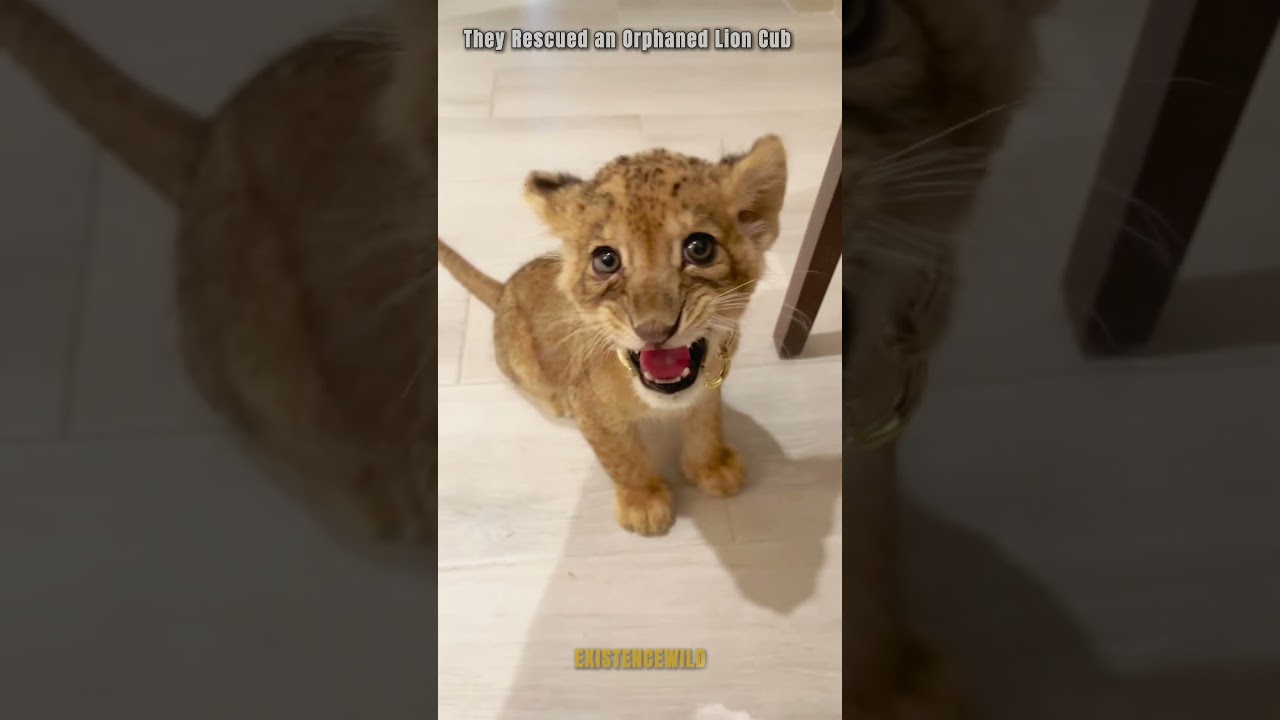 The Team Rescued Simba and Helped Him Become a King#lion