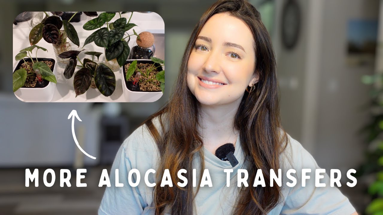 Moving More Alocasia Over to Lechuza Pon | Water Prepping Soil Transfers 🪴