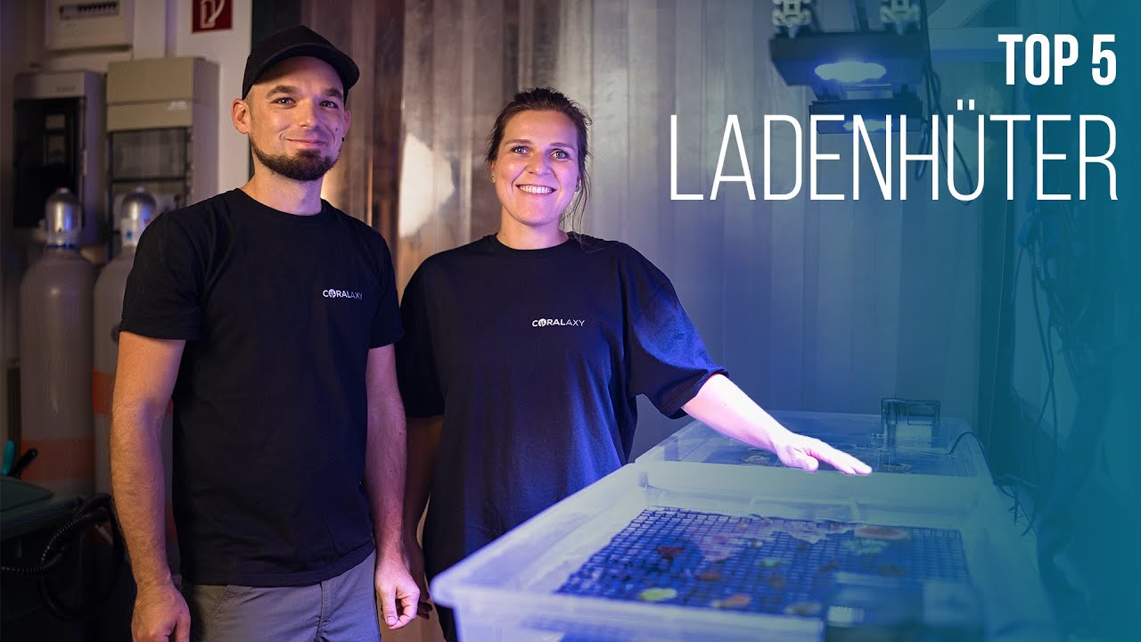 TOP 5 | Ladenh&uuml;ter - diese Korallen will keiner haben!