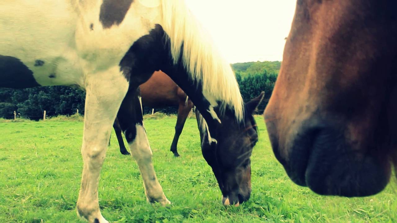 S'attacher à un animal Texte audio