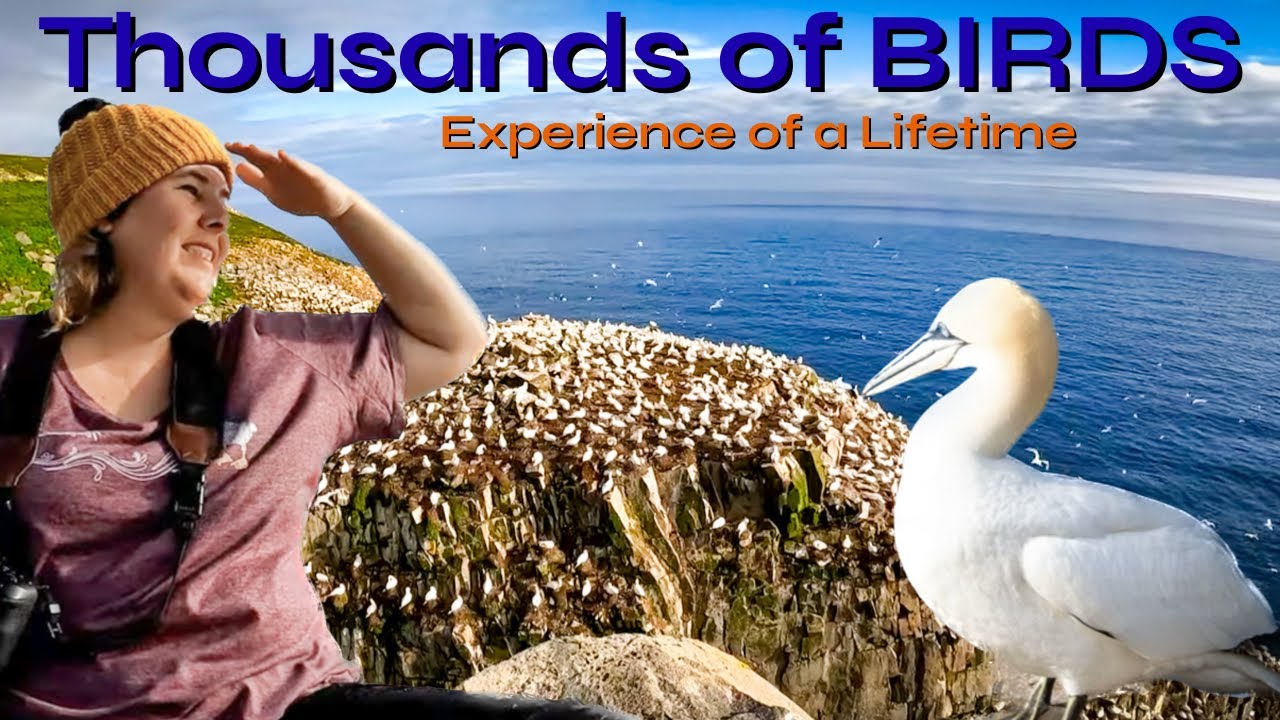 CALLING ALL BIRD LOVERS! Visiting 2 Ecological Bird Reserves in Newfoundland!