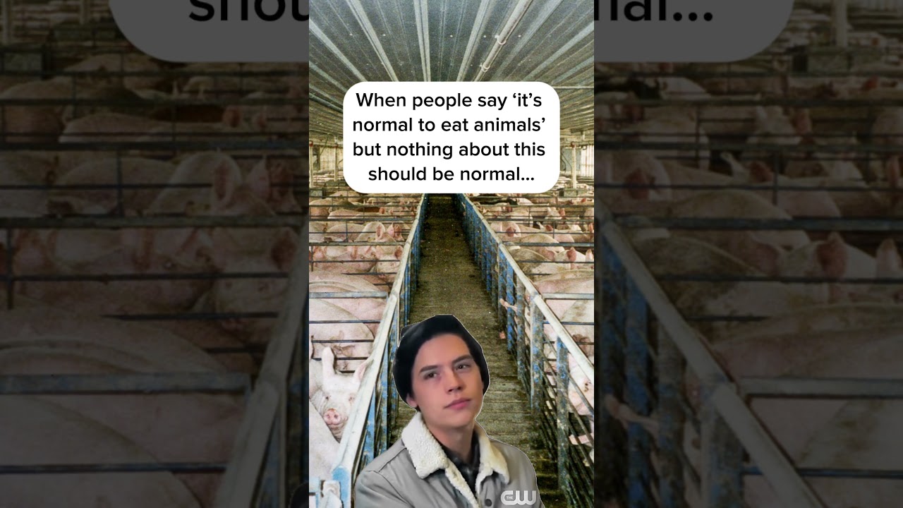 #veganmemes #vegandiet #vegan #factoryfarming #food #animals