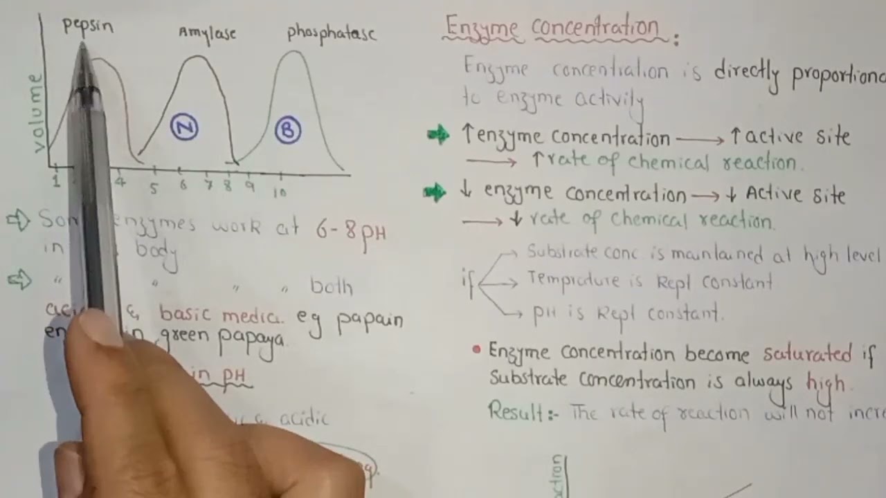 Factors Affecting The Rate Of Enzyme Chemical reaction Class 11