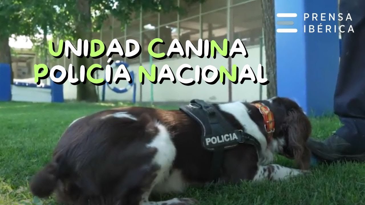 Unidad Canina de la Policía Nacional 🔴🟡🔴