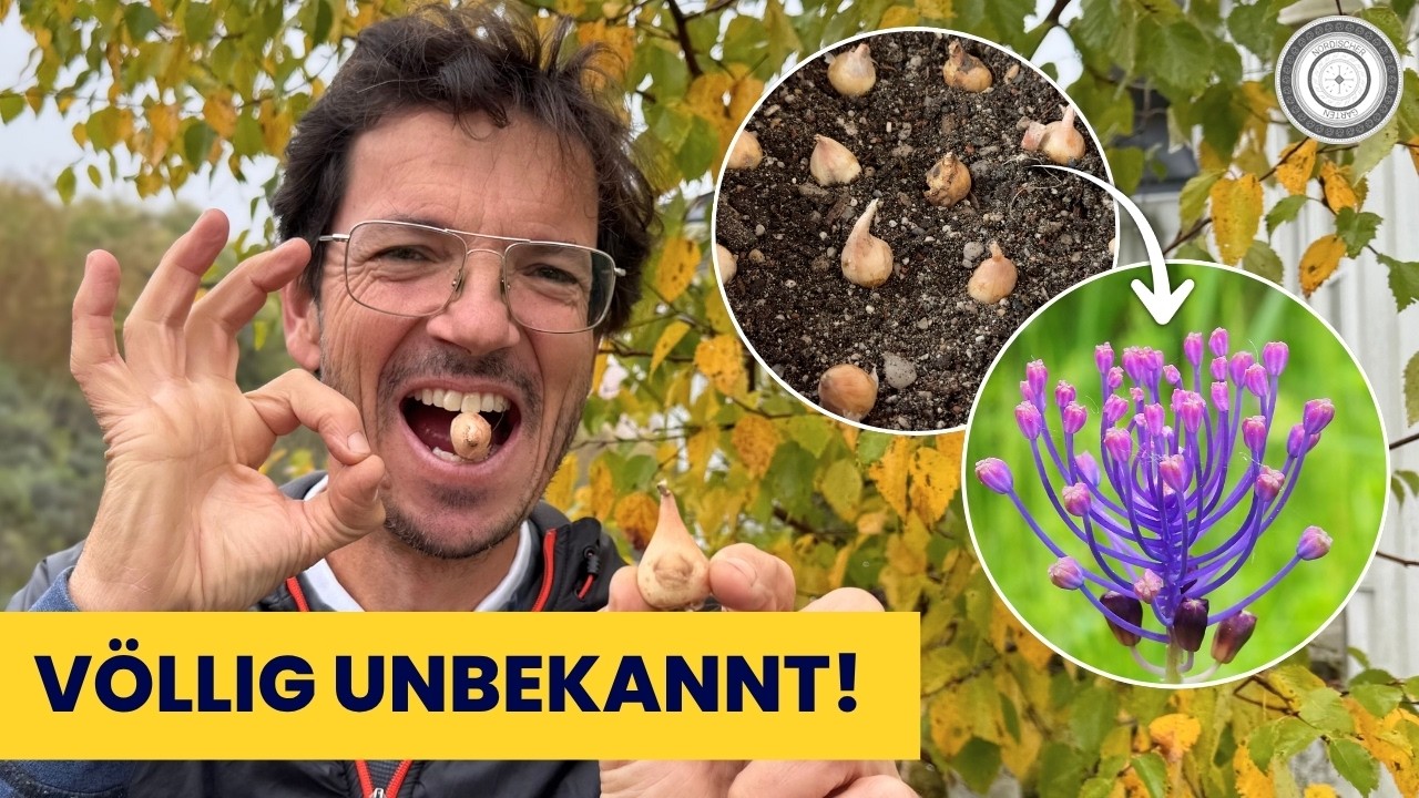 Schopfige Traubenhyazinthe - exquisite Speisepflanze, TOP im DEINEM Garten…