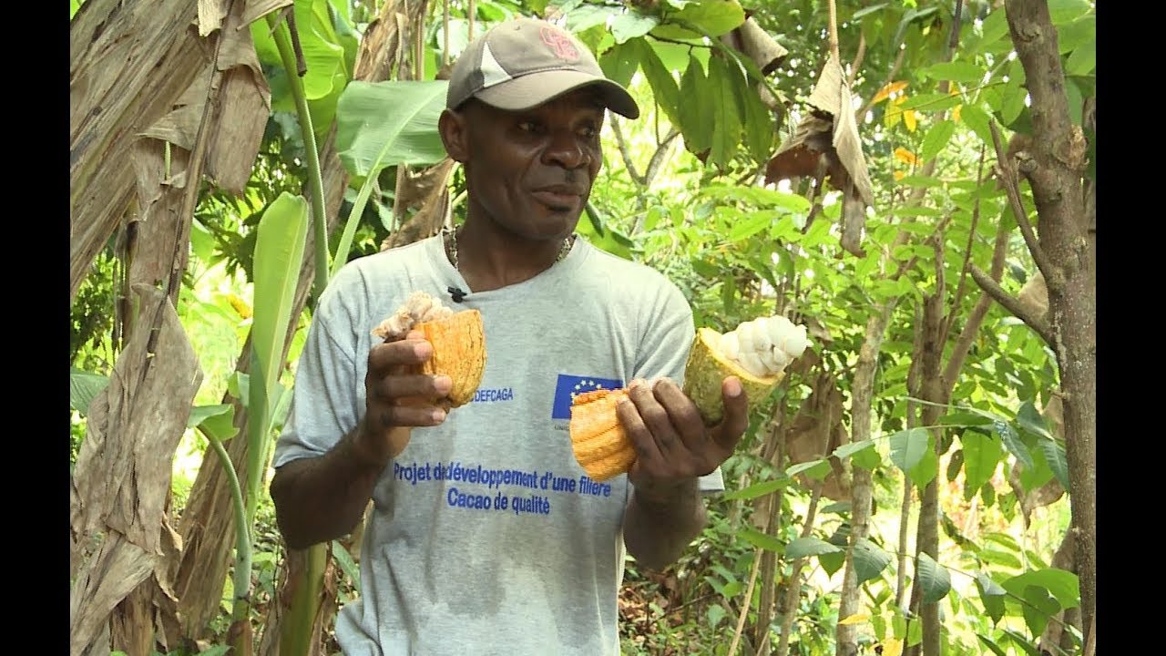 L'OR BRUN D'HAÏTI, Le Cacao de la Grande Anse