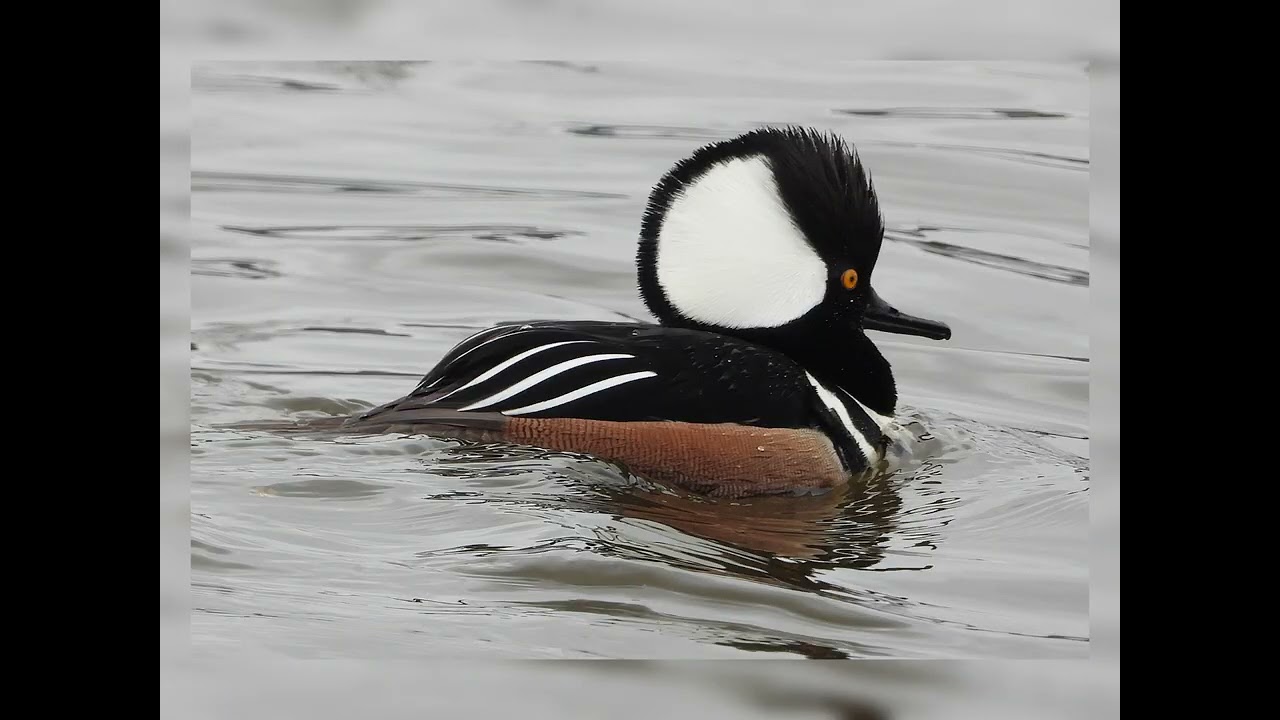 Hooded Mergansers