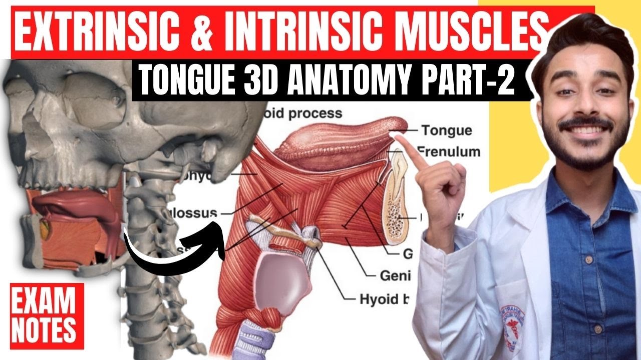 Tongue Muscles Anatomy | extrinsic muscles of tongue anatomy | intrinsic muscles of tongue anatomy