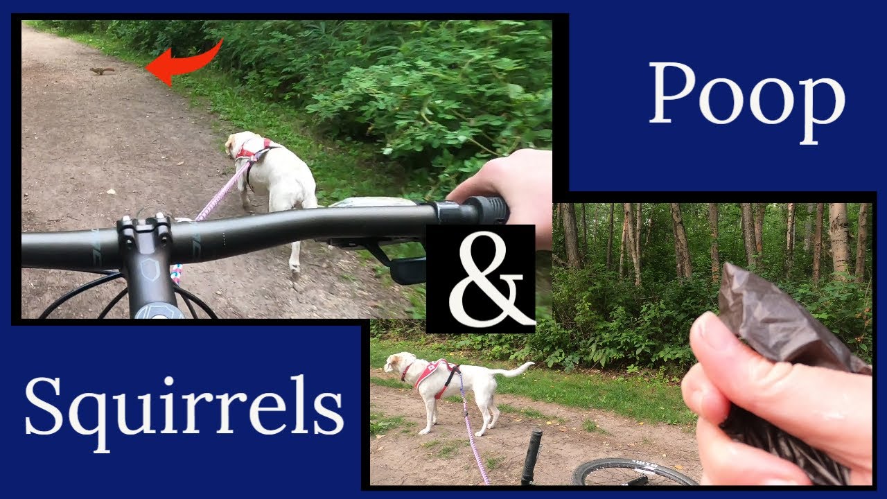 Squirrels & Poop Bikejoring Fun
