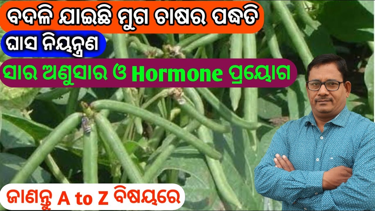 Moong Cultivation ନୂଆ ପଦ୍ଧତିରେ ମୁଗ ଚାଷ Moong Cultivation
