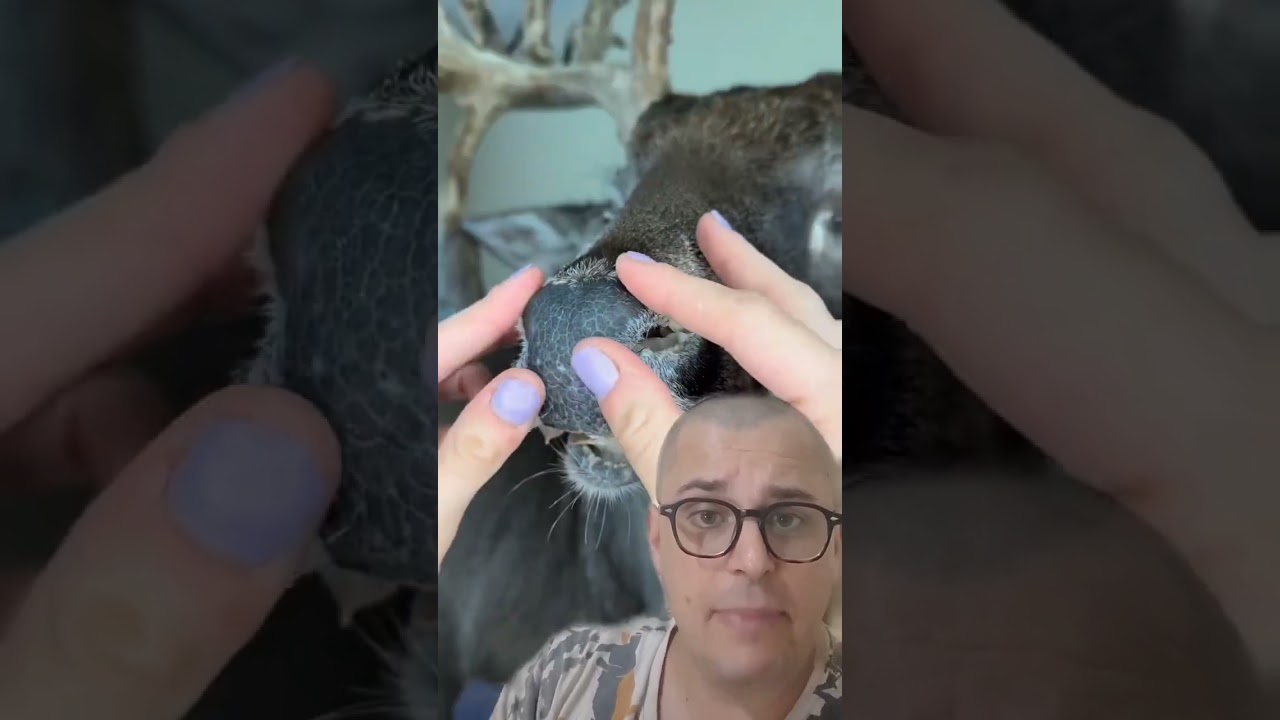Taxidermia artística!
