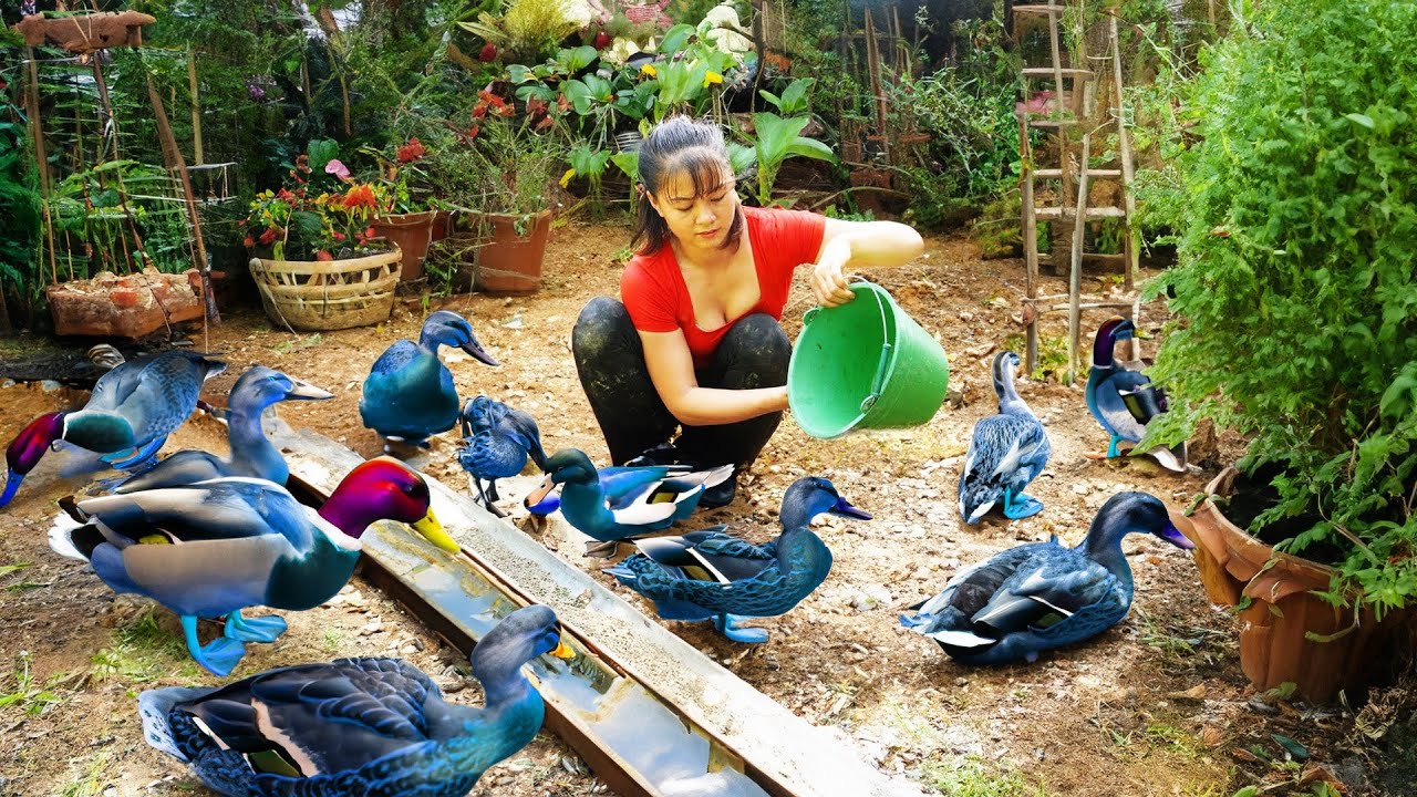 Harvesting Geese Go To Market Sell, Buy Baby Geese To Raise | Phuong Daily Harvesting