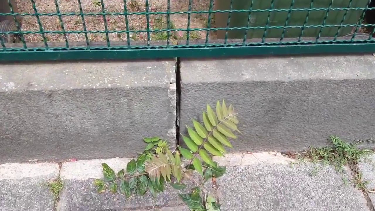 Auch ein G&ouml;tterbaum f&auml;ngt mal klein an