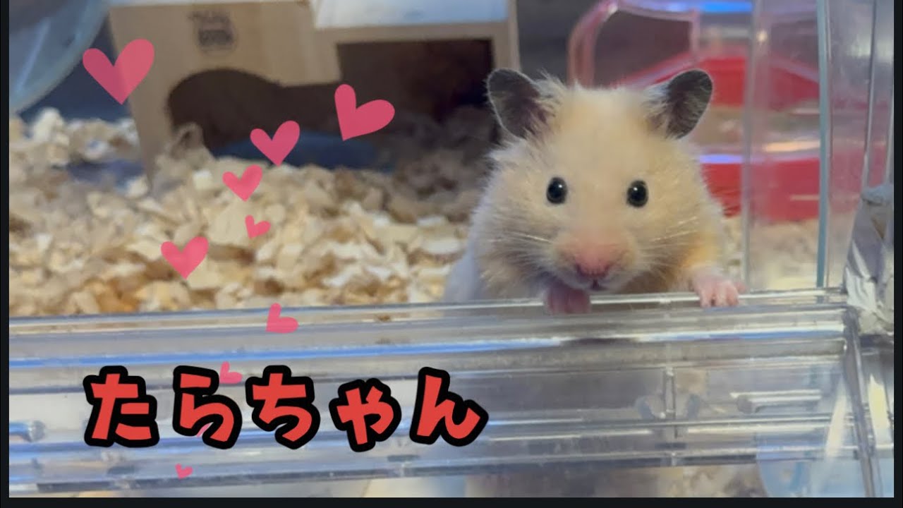 たらちゃん散歩はときどきヒヤヒヤの巻