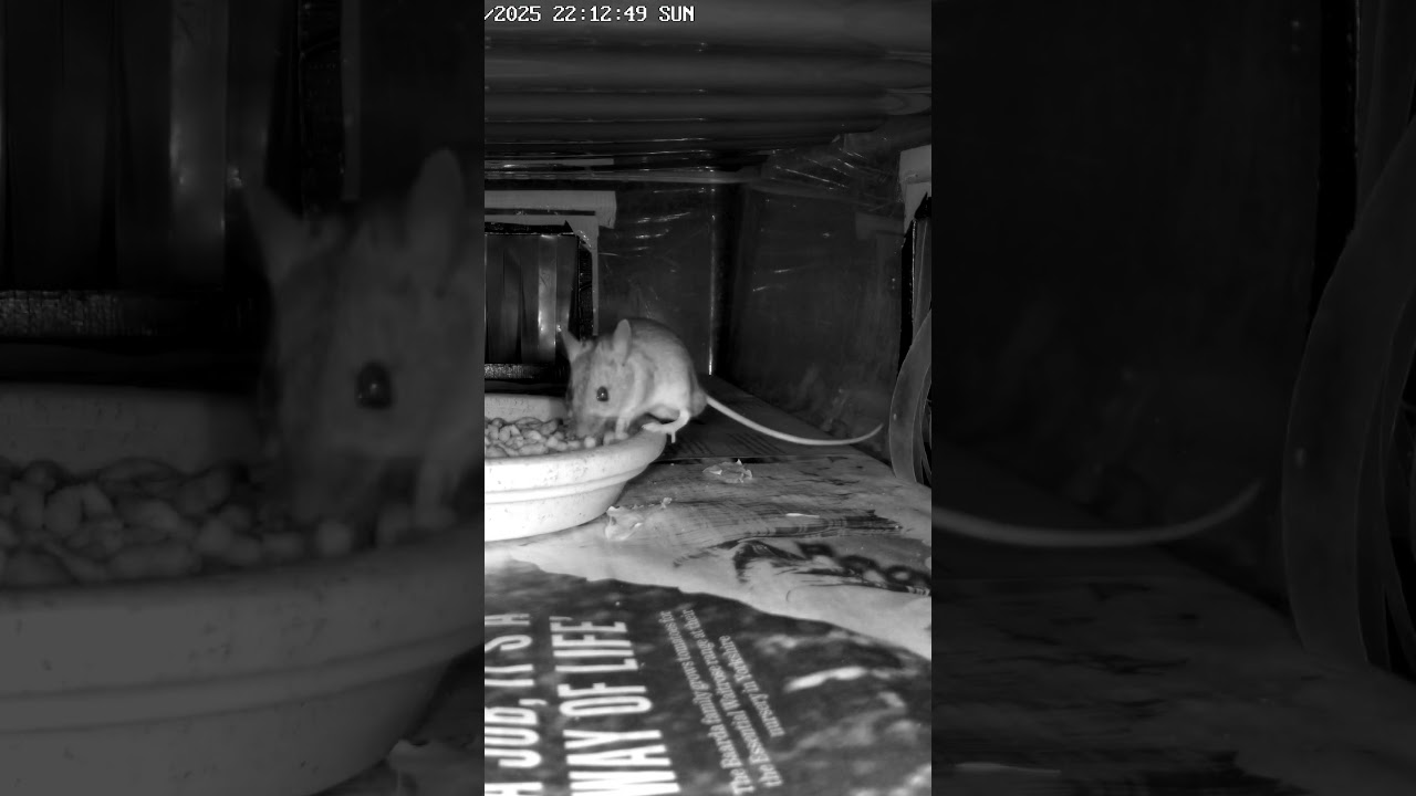 Good Evening, Mousie 💚 #woodmouse