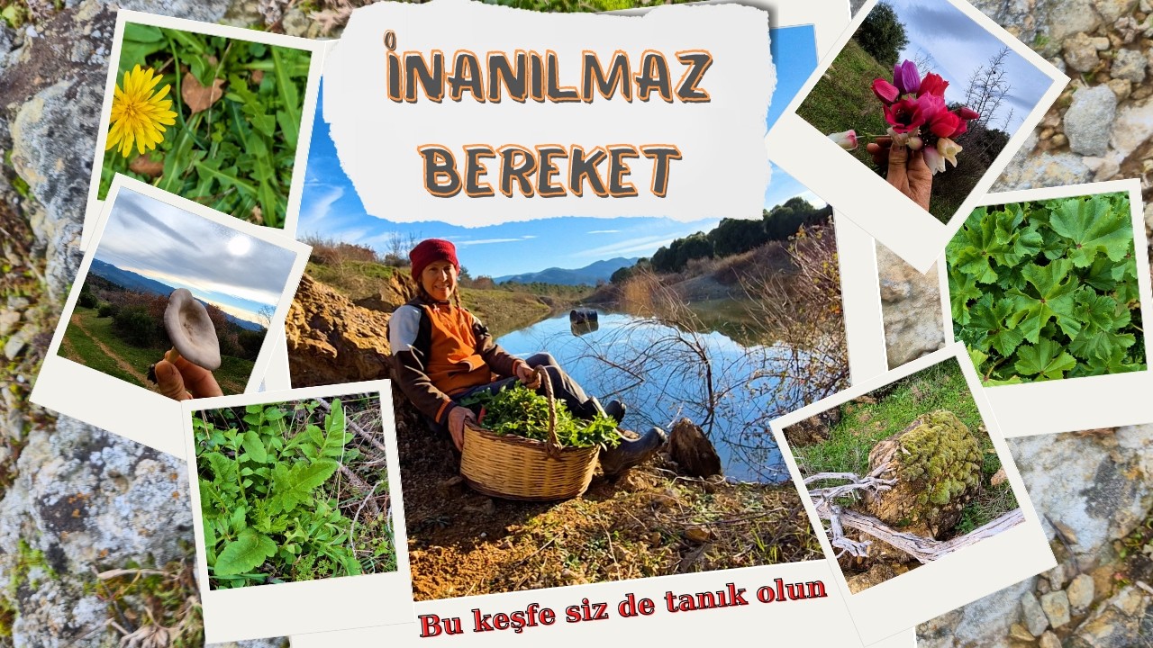 Topaç ile Ormanda Ot Keşfi: Mantar Bolluğuna Denk Geldik! 🍄 Gölümüz Sonunda Dolmuş 🌊
