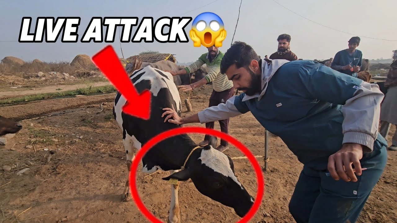 Itne aggressive animals ko vaccine lgadi😱😱vlog 14