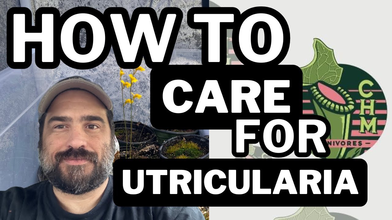 Utricularia: The Mighty Miniature Carnivorous Plant!