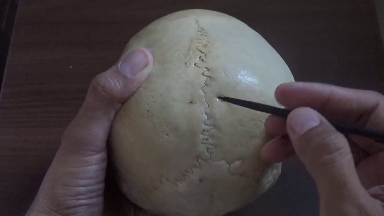 NORMA VERTICALIS