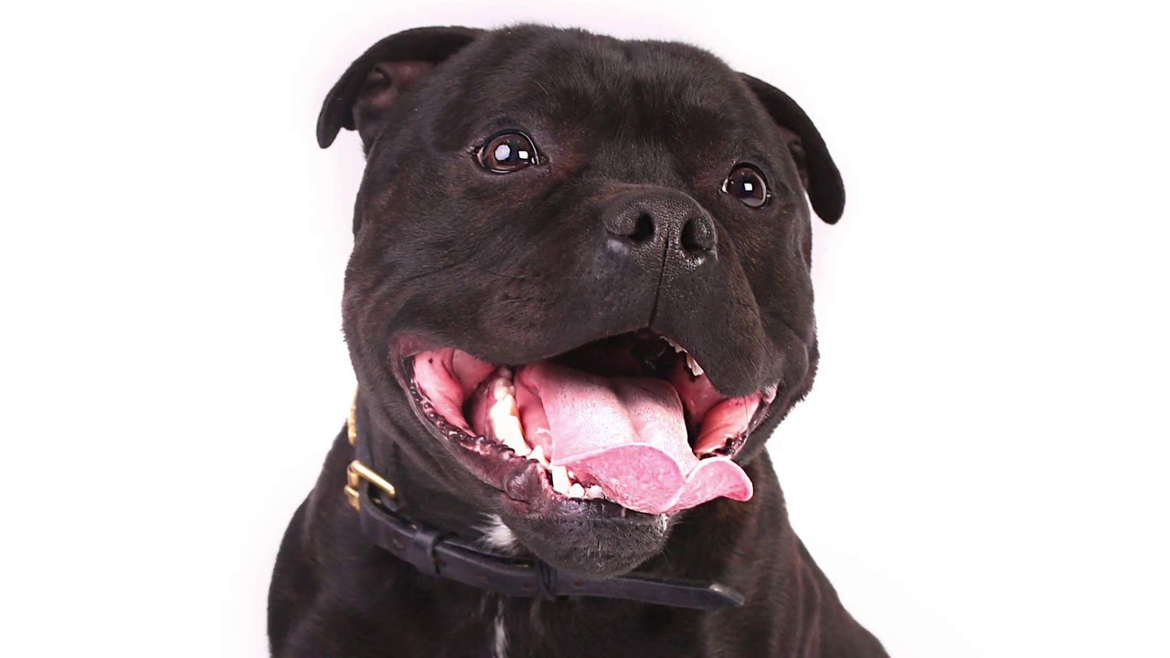 NEVER TRUST A STAFFORDSHIRE BULL TERRIER