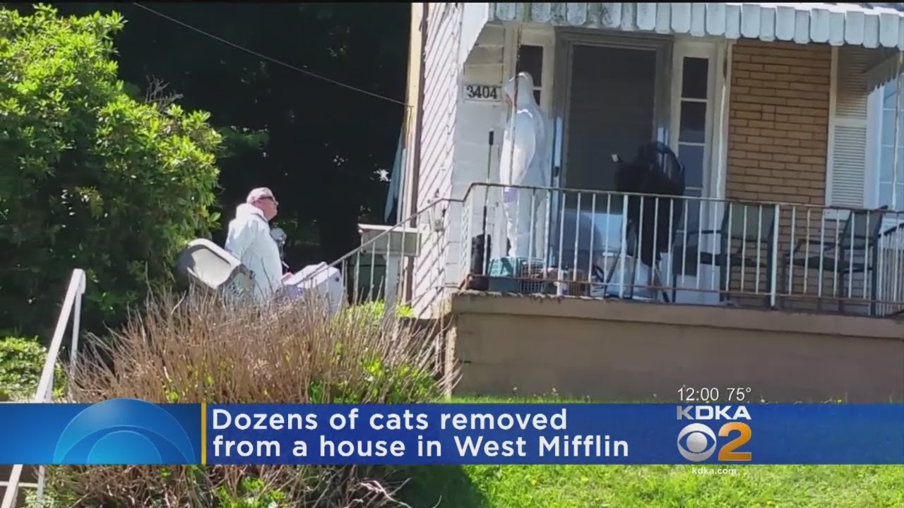 Unresponsive Man, 100 Cats Found In West Mifflin Home During Welfare Check