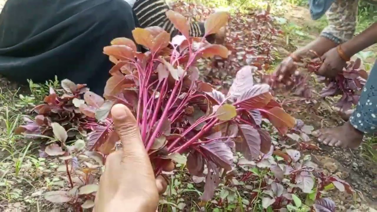 तो मेरी बड़ी बहन लाल साग कावड़ रही थी #vlog