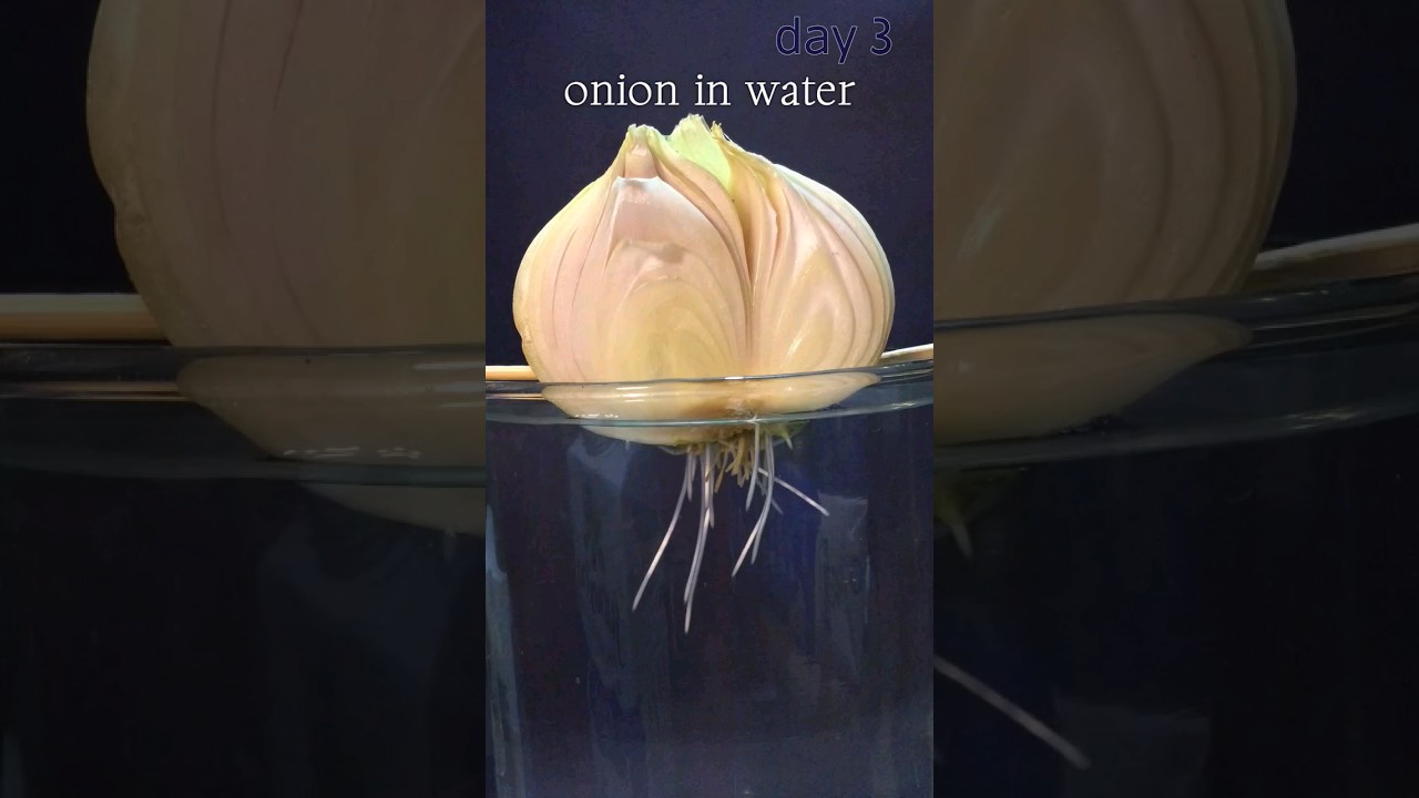 onion in water time lapse , growing for 10 days , more videos on @seed_lapse