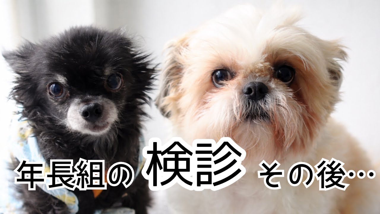 【病院の日】少し心配した…２匹の定期検診と経過観察の記録
