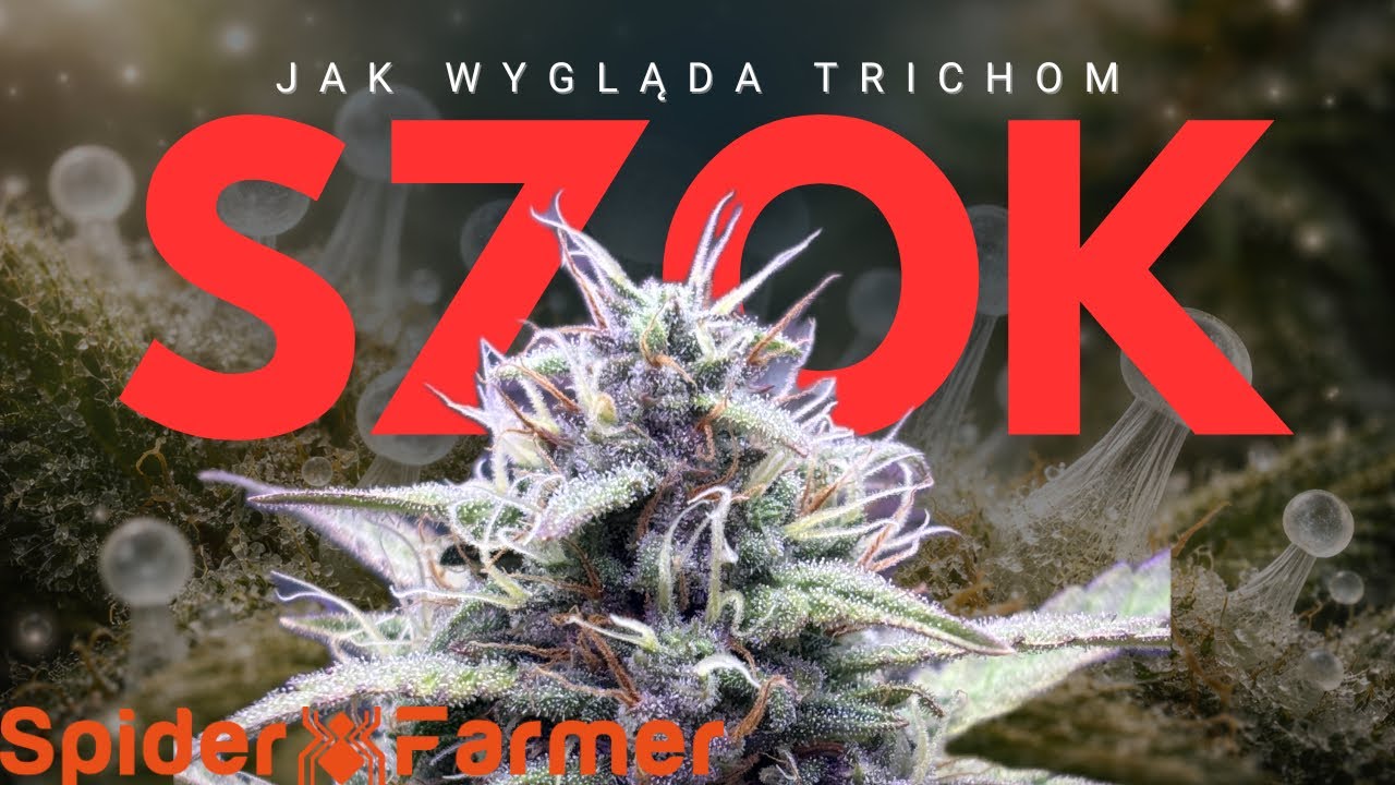 KONIEC WIELKIEJ TAJEMNICY… (Spider farmer sf1000) 