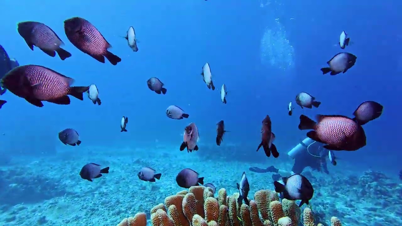 Kona 10/14/2024 - Dive 1 - Golden Arches